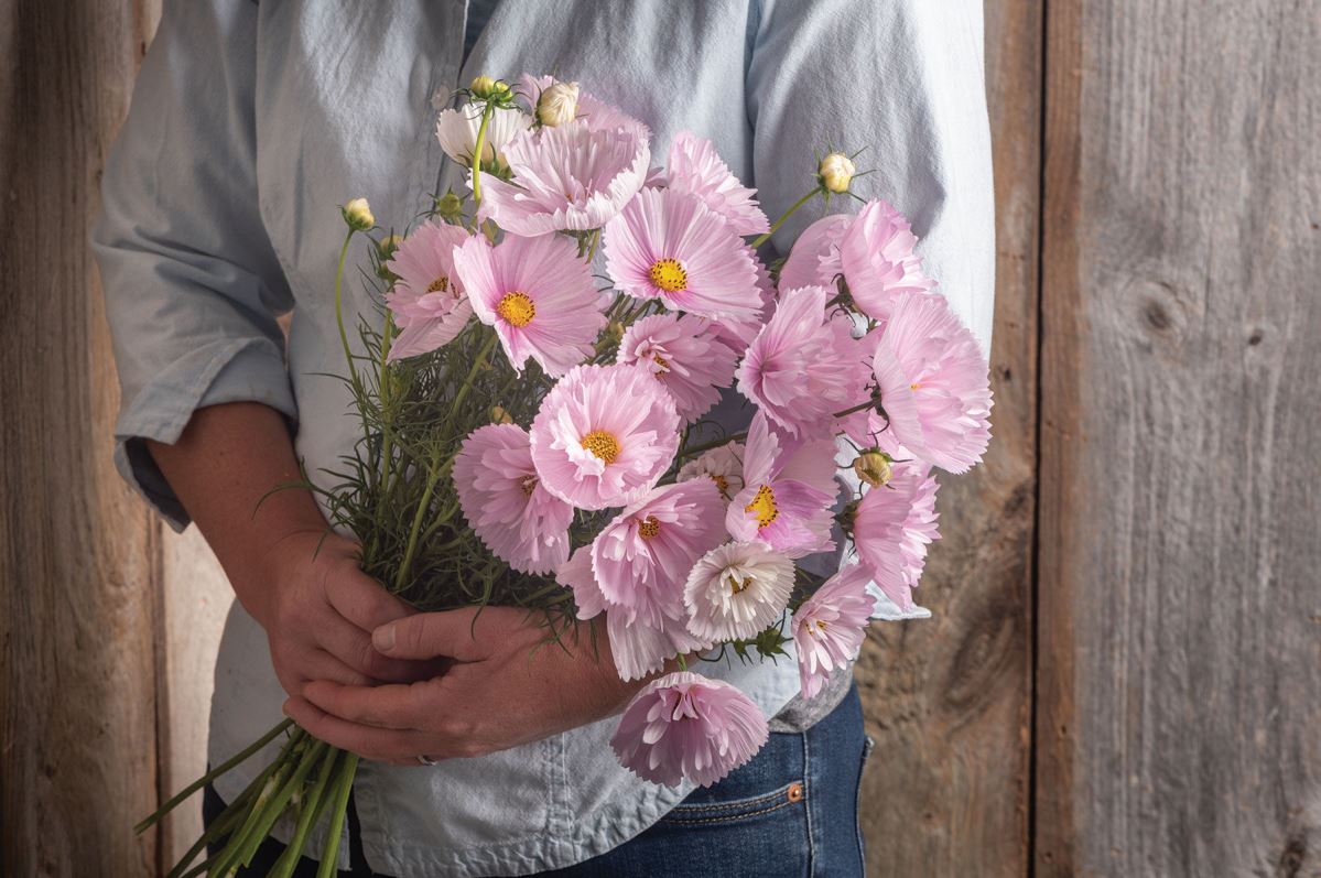 Cupcakes Blush – Cosmos Seed